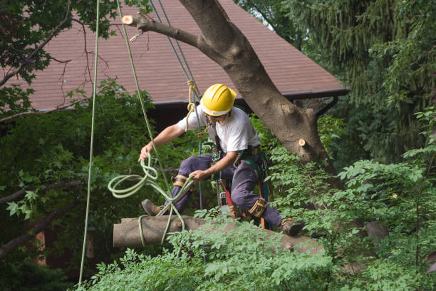 How Our Tree Care Process Works  in  Emeryville, CA