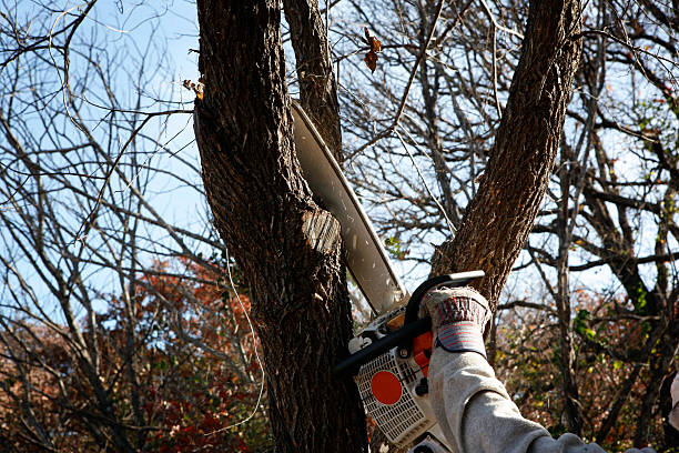Best Seasonal Cleanup (Spring/Fall)  in Emeryville, CA