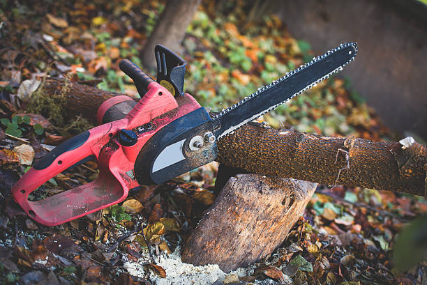Emeryville, CA Tree Care Company